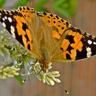 Distelfalter  -  painted lady