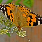 Distelfalter  -  Painted Lady