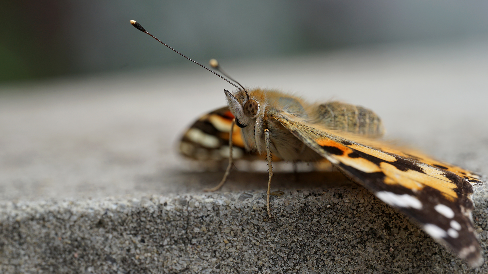 Distelfalter Portrait