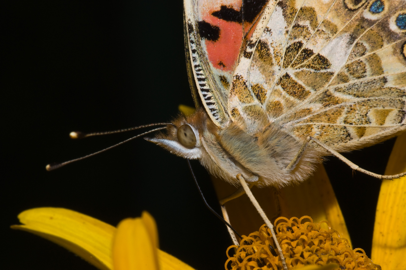 Distelfalter Portrait