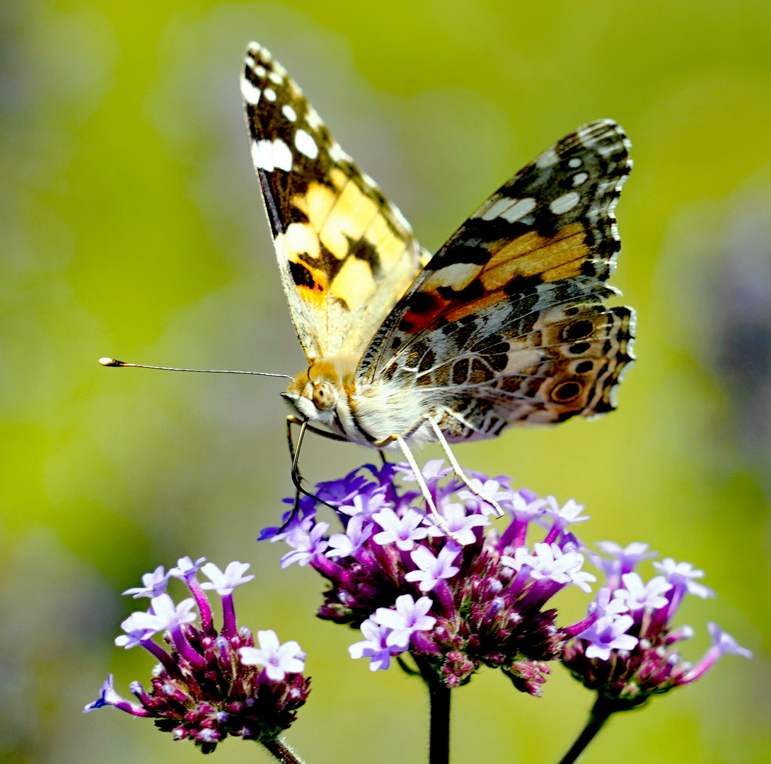 Distelfalter Portrait