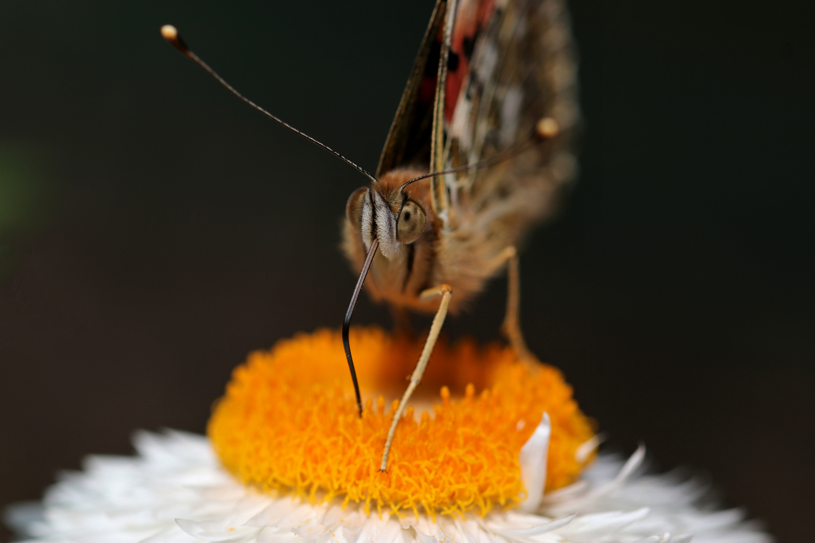 ~Distelfalter Portrait~