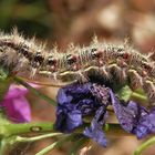 Distelfalter-Raupe (Vanessa cardui) auf Mauretanischer Malve