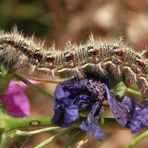 Distelfalter-Raupe (Vanessa cardui) auf Mauretanischer Malve