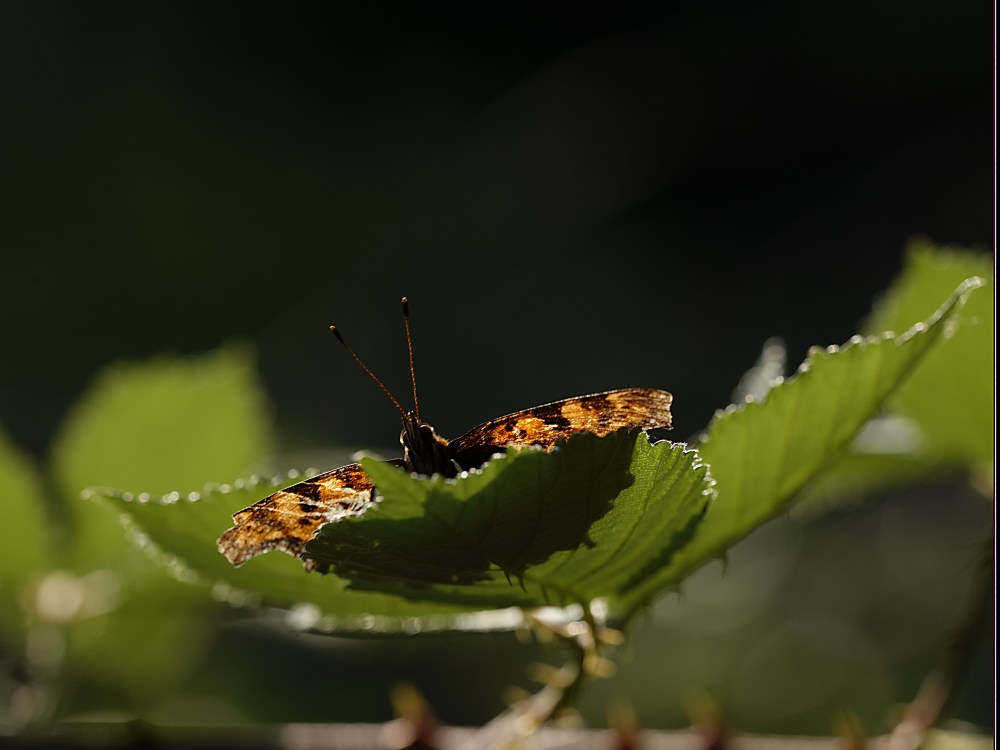 Distelfalter - ready for take off