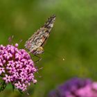 Distelfalter, schlecht gelaunt