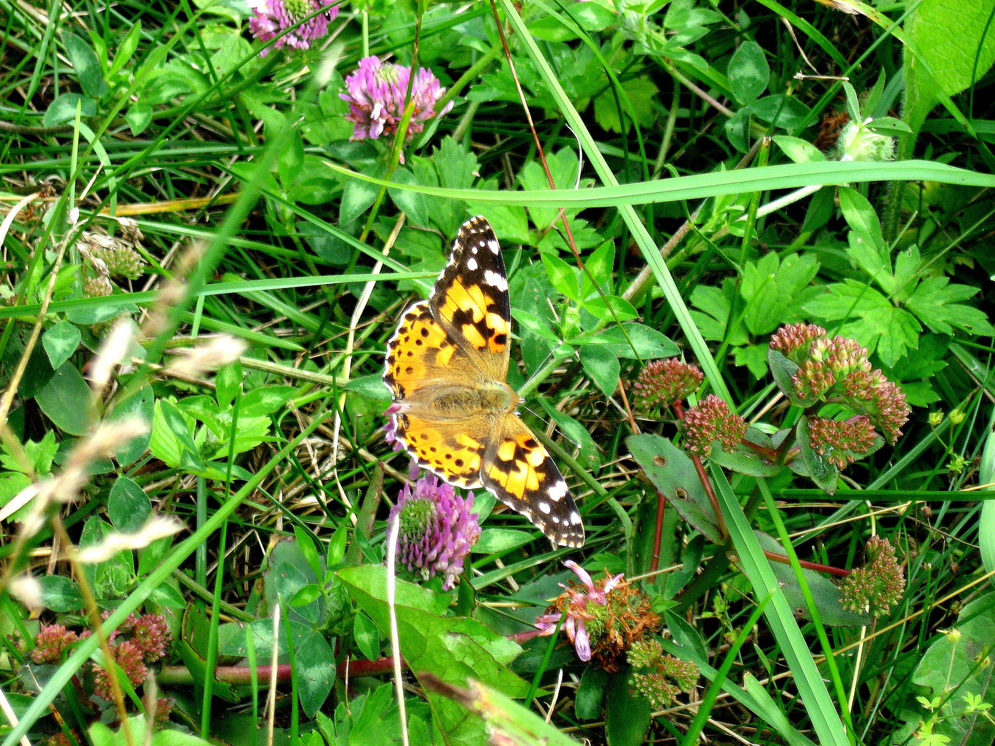 Distelfalter - Schmetterling im Gras (2009)