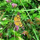 Distelfalter - Schmetterling im Gras (2009)