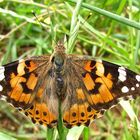 Distelfalter sind in Rudeln