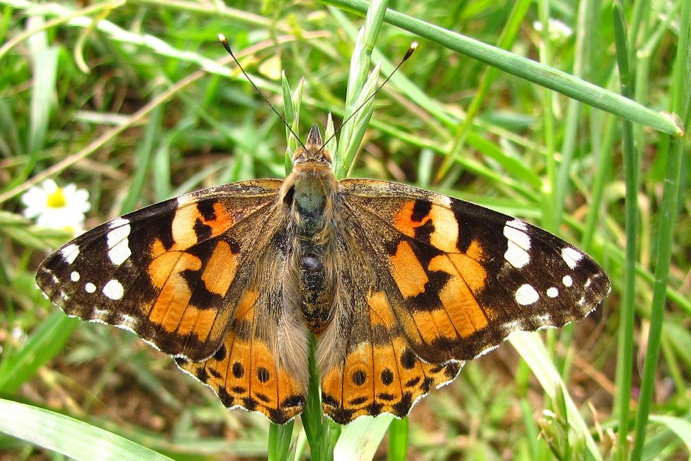 Distelfalter sind in Rudeln