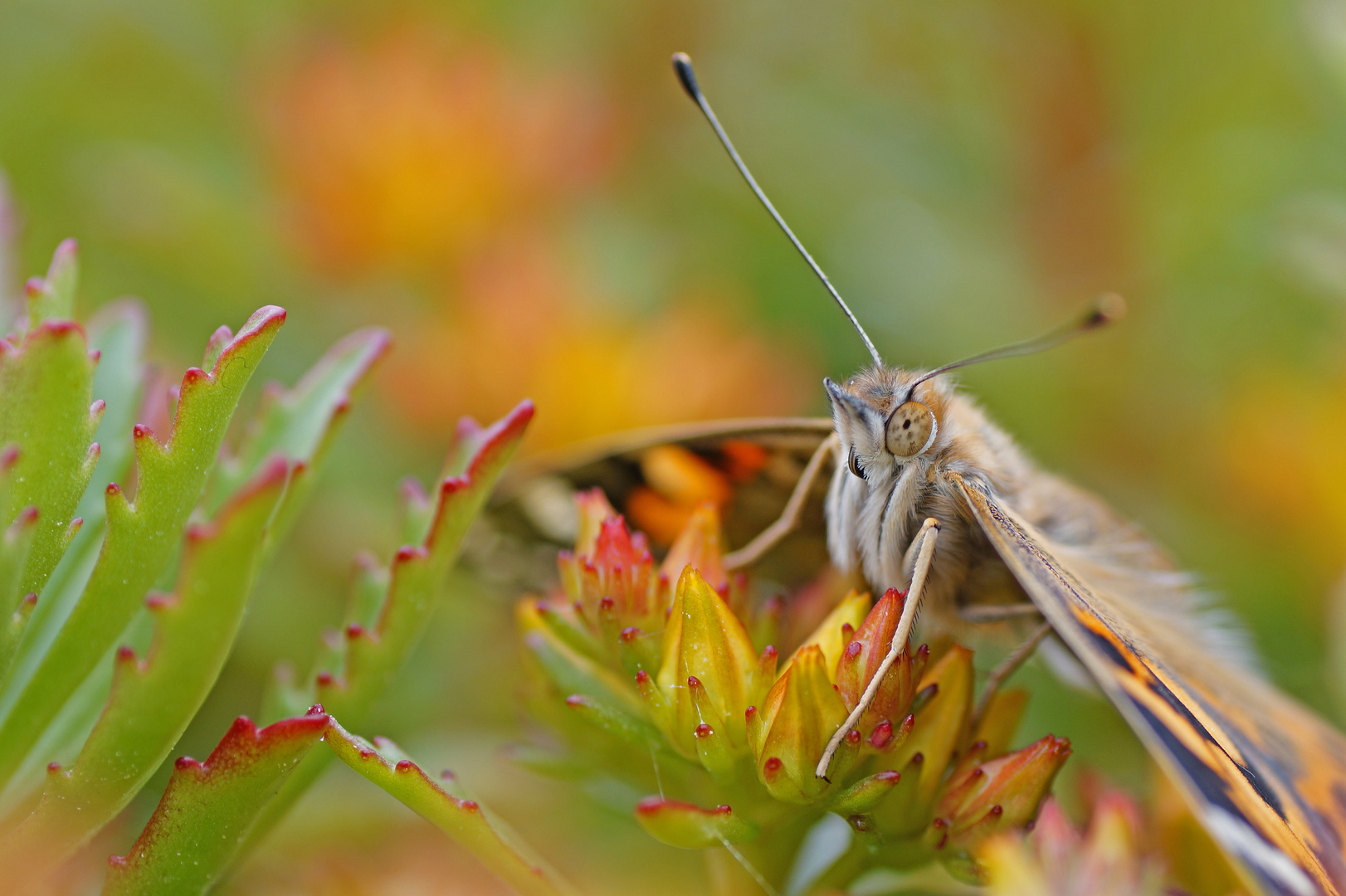 Distelfalter sitzend im Sedum