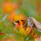 Distelfalter sitzend im Sedum