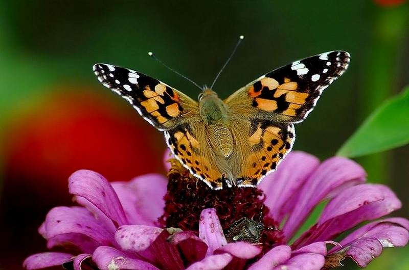 Distelfalter teilt sich die Blume mit einer Wanze!