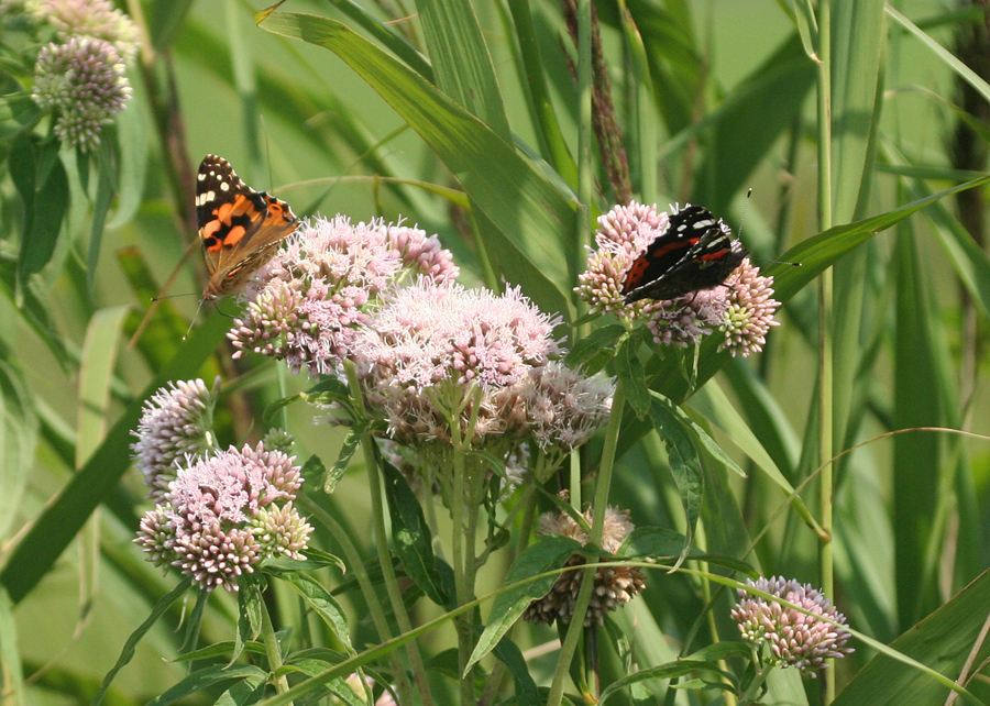 Distelfalter und Admiral