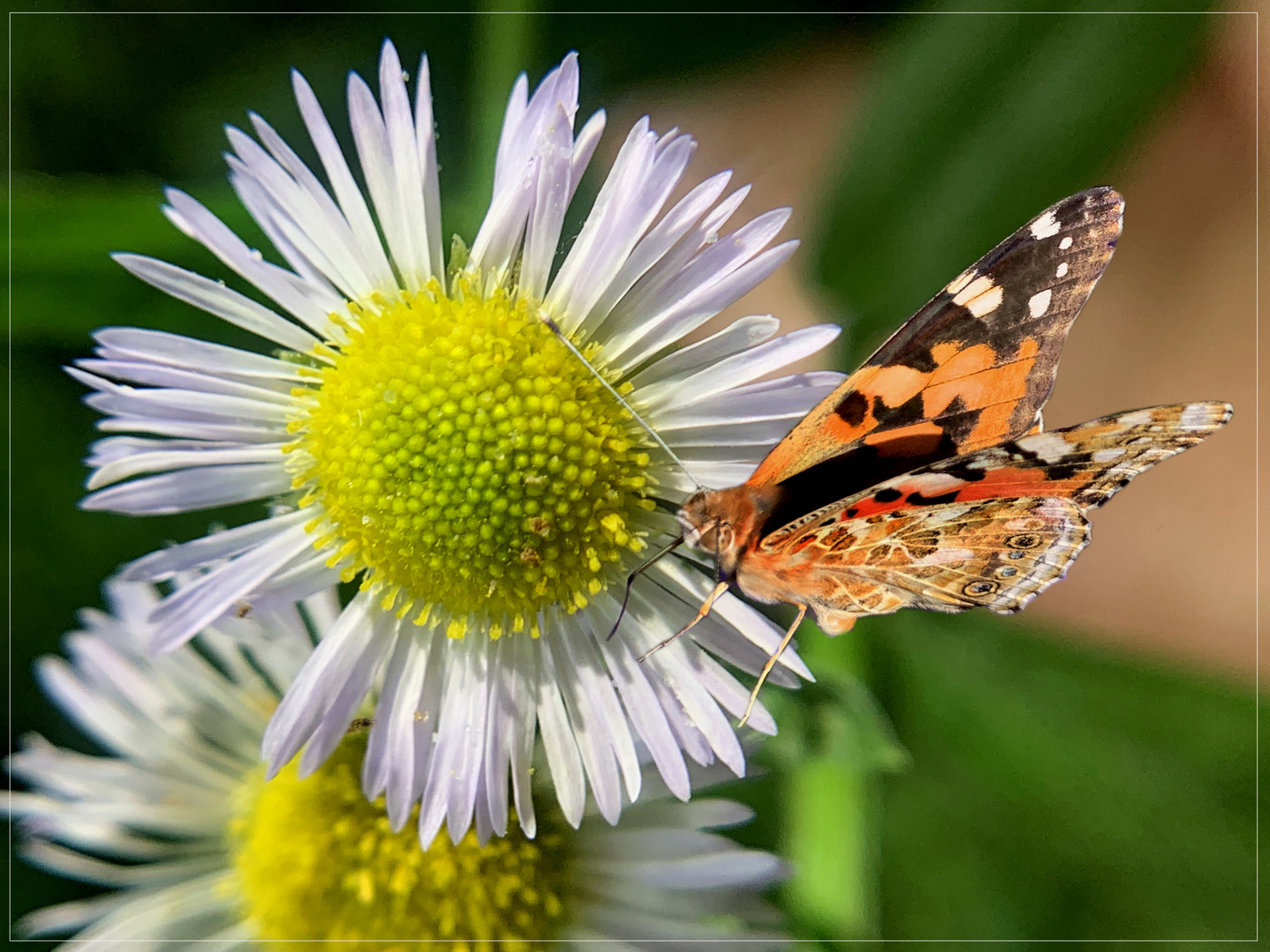 Distelfalter und das Gänseblümchen 