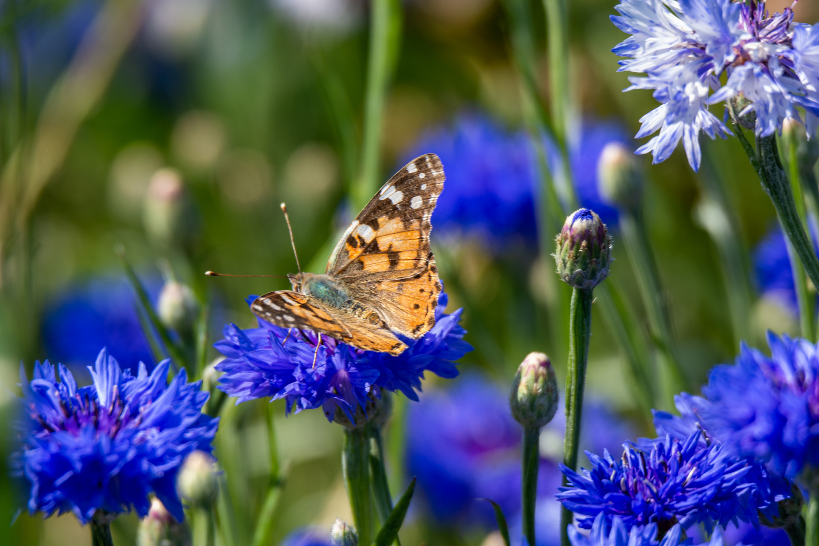 Distelfalter und Kornblumen