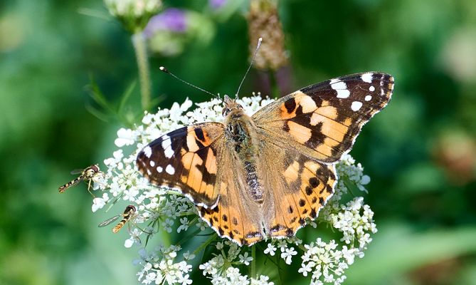 Distelfalter und Schwebfliegen