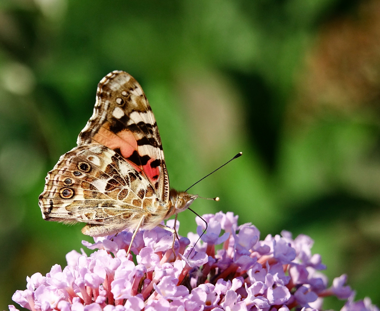 Distelfalter und Sommerflieder - sie mögen einander.