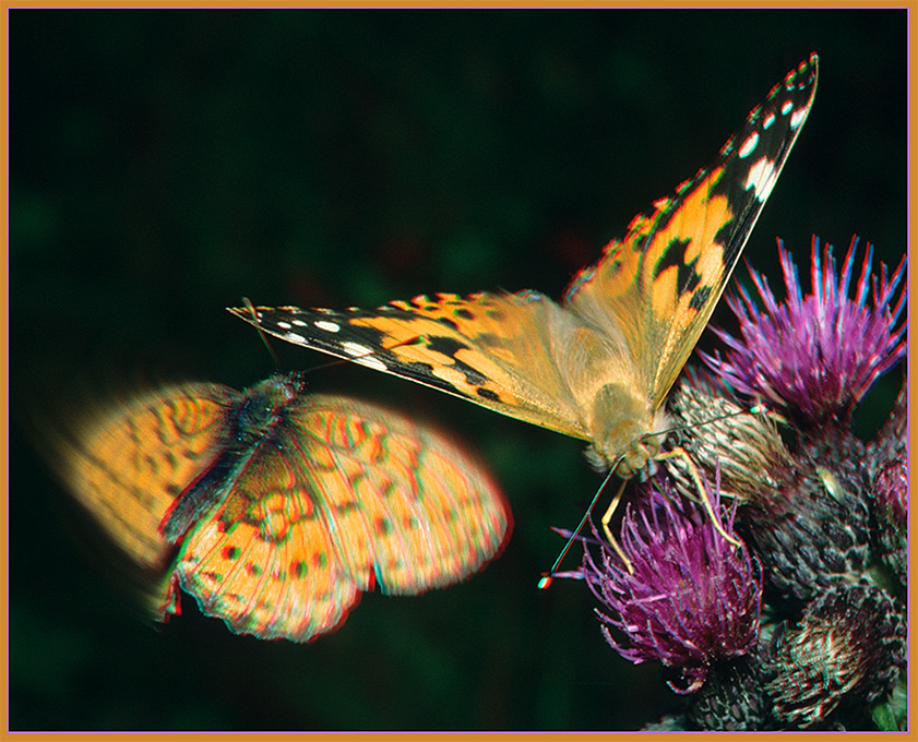 Distelfalter und Violettsilberfalter im Anflug