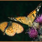 Distelfalter und Violettsilberfalter im Anflug