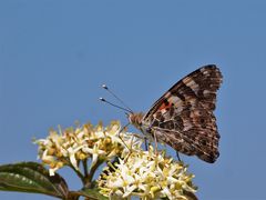 Distelfalter. Vanessa cardui