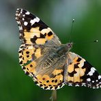 Distelfalter (Vanessa cardui)