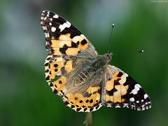 Distelfalter (Vanessa cardui)