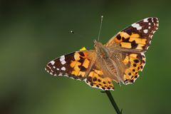 Distelfalter ( vanessa cardui )