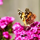 Distelfalter (Vanessa cardui)