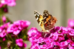 Distelfalter (Vanessa cardui)