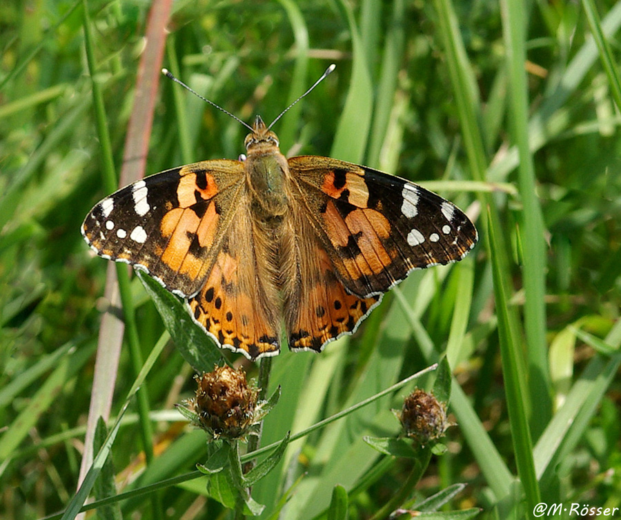 Distelfalter (Vanessa cardui)