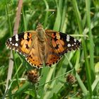 Distelfalter (Vanessa cardui)