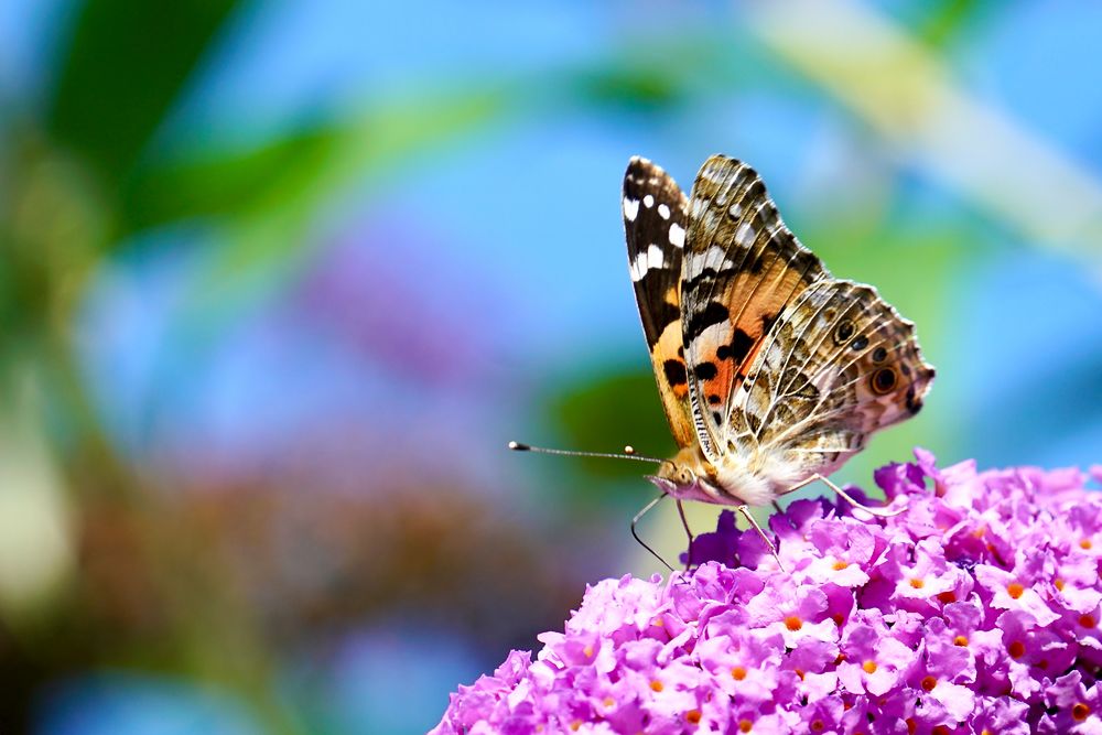 Distelfalter (Vanessa cardui)