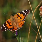 Distelfalter (Vanessa cardui) - 1