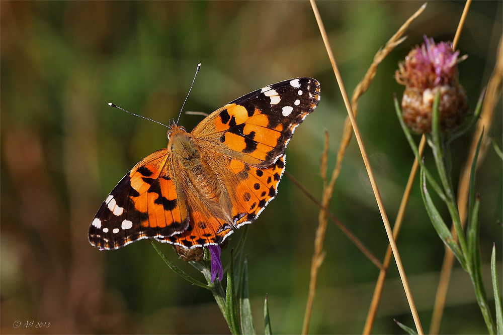 Distelfalter (Vanessa cardui) - 1