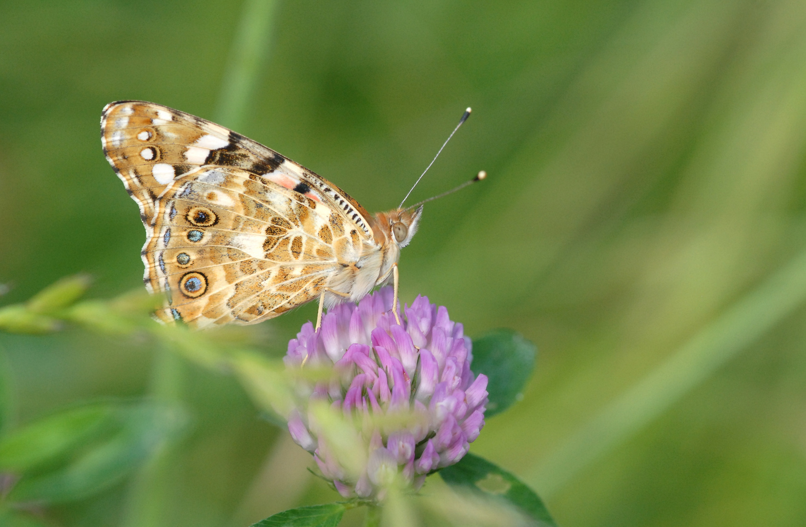 ,, Distelfalter ( Vanessa cardui ) 1 ,,