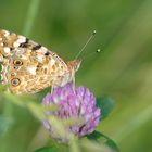 ,, Distelfalter ( Vanessa cardui ) 1 ,,