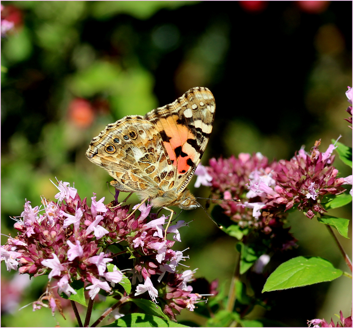 Distelfalter (Vanessa cardui)...