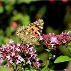 Distelfalter (Vanessa cardui)...