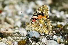 Distelfalter (Vanessa cardui)