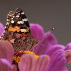 Distelfalter (Vanessa cardui)