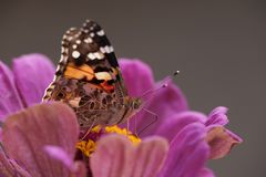 Distelfalter (Vanessa cardui)