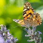  Distelfalter (Vanessa cardui)