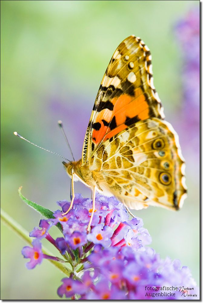 Distelfalter - Vanessa cardui