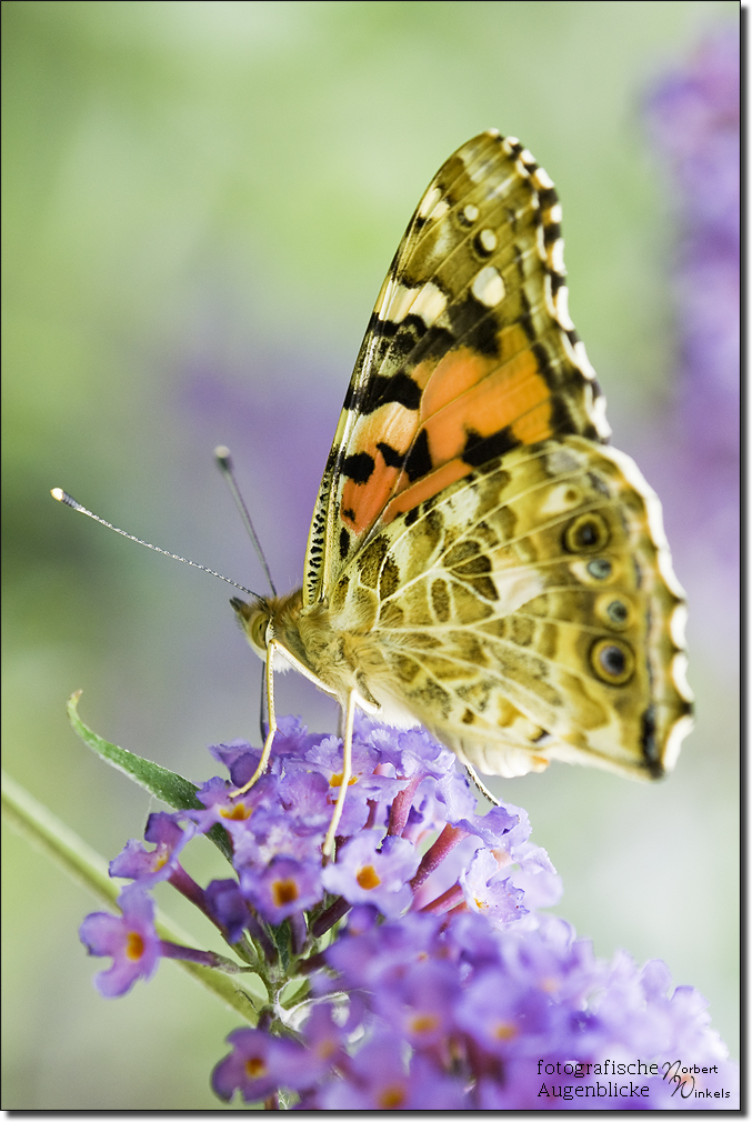 Distelfalter - Vanessa cardui