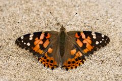 Distelfalter (Vanessa cardui)