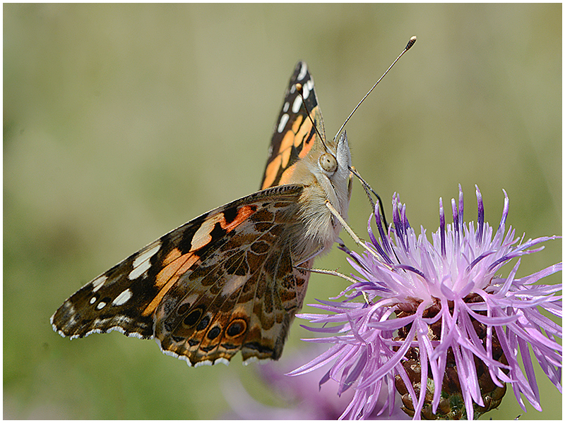 Distelfalter - Vanessa cardui