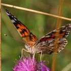 Distelfalter (Vanessa cardui) - 2