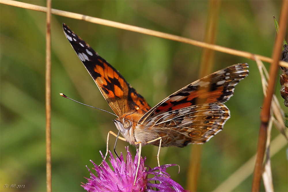 Distelfalter (Vanessa cardui) - 2