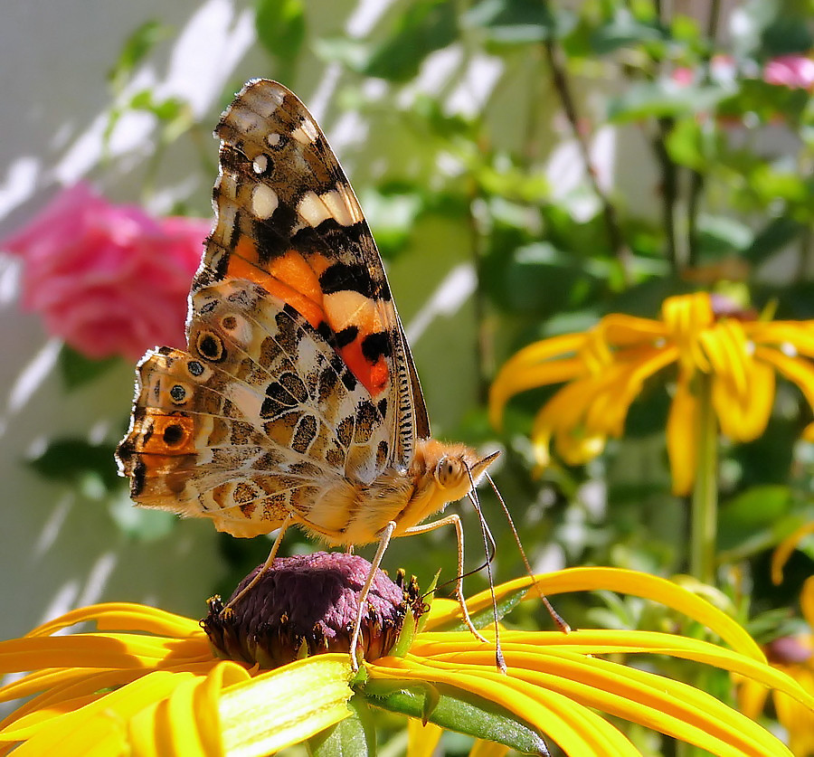 Distelfalter (Vanessa cardui) 2